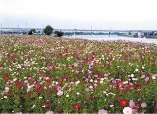 中川河川敷 桃の花、菜の花、コスモスが楽しめる中川フラワーパーク